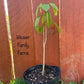 Grafted Pennsylvania Golden Pawpaw Tree for Sale


