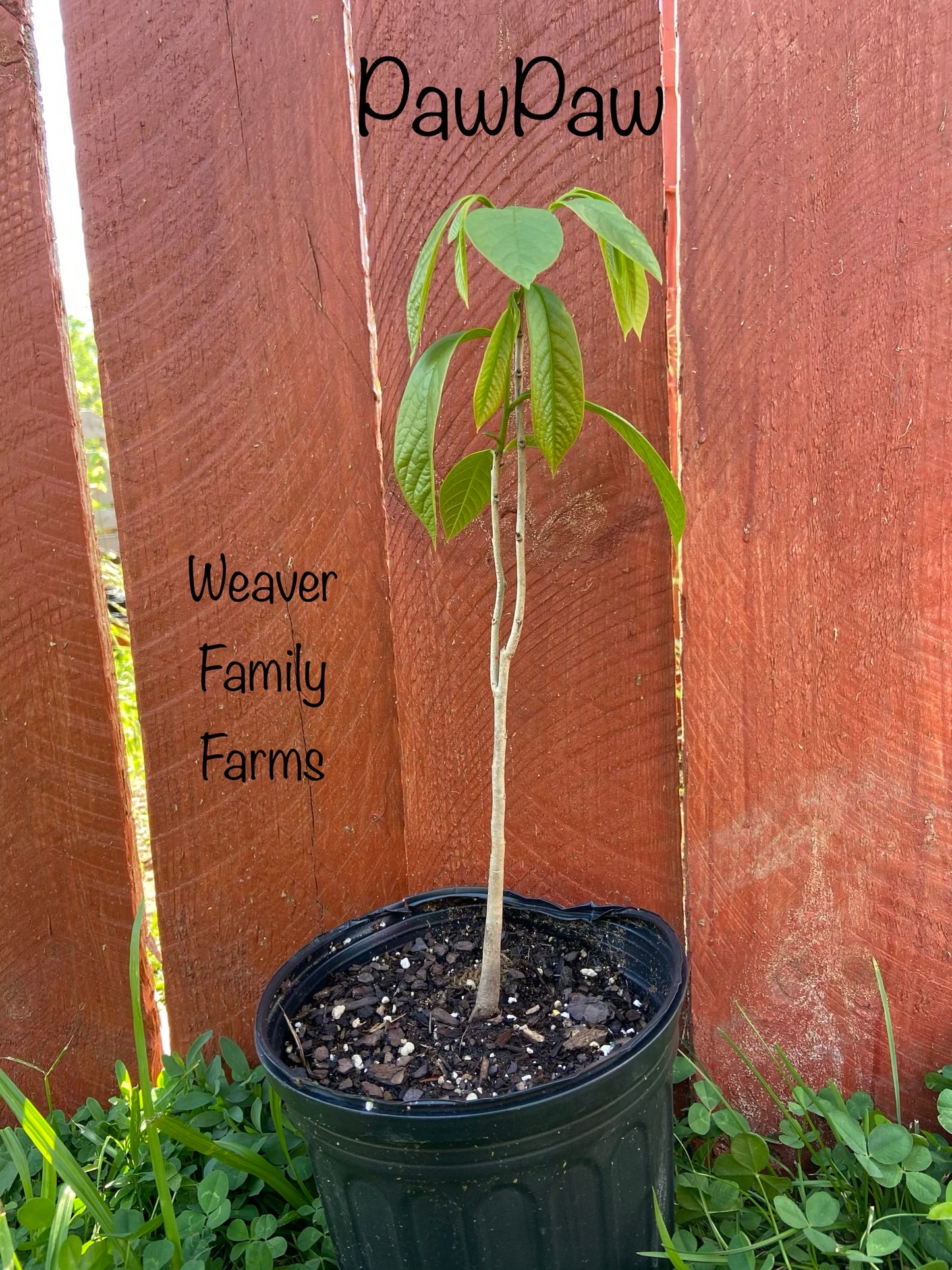 PawPaw Tree For Sale | Buy Live "Asimina Triloba" Pawpaw Plant Online