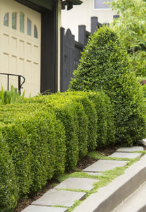 Boxwood 'Green Mountain'