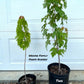 Ready-to-plant Silver Leaf Maple Tree