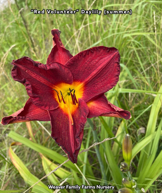 Red Volunteer Daylily in full bloom.
