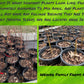Hen And Chicks Succulent | Buy Sempervivum Tectorum Plant Online