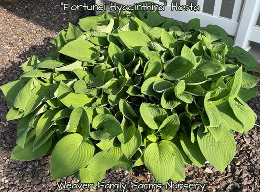 Hosta “Fortunei Hyacinthina" - Weaver Family Farms Nursery