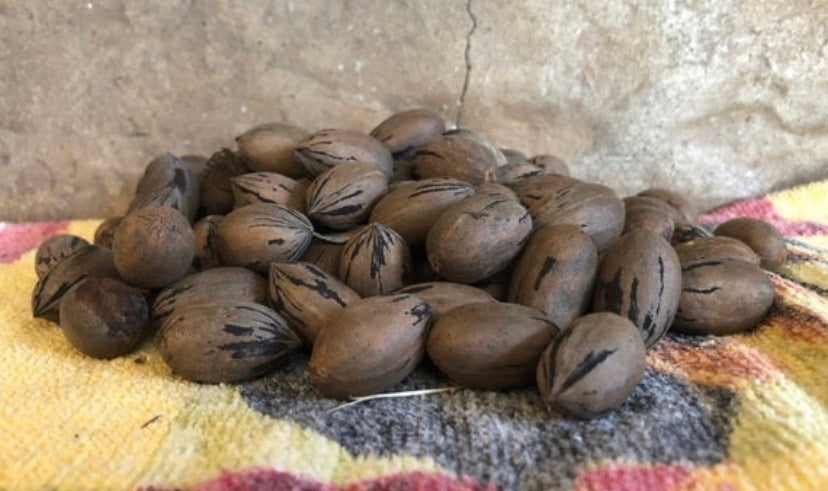 Pecan Nuts For Sale | Buy Pecans Online Shipped Right To Your Door