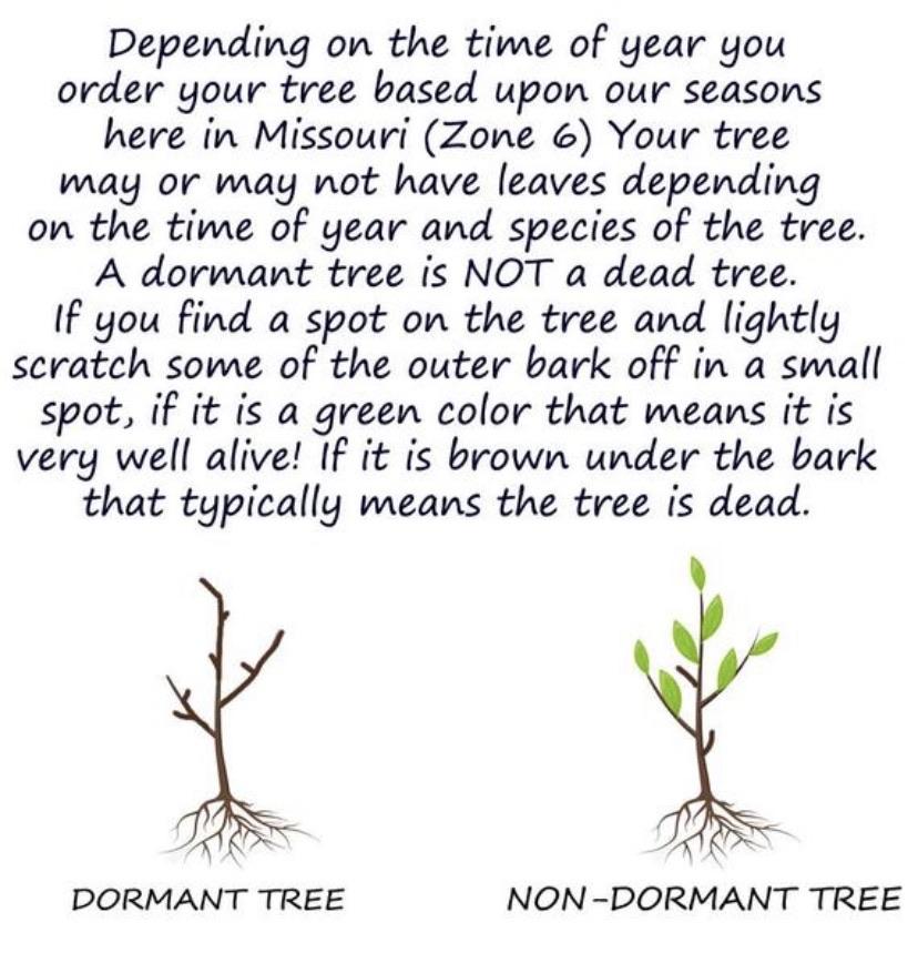 Green Mountain Boxwood | Buy Buxus x 'Green Mountain' Plant Online