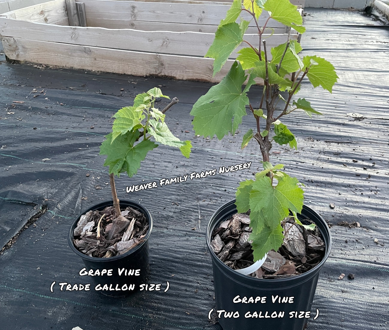 Grape Vine “Seedless Concord” - Weaver Family Farms Nursery