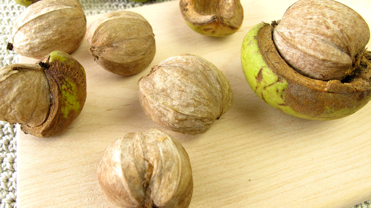 shell bark hickory tree nuts 