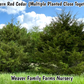 Eastern Red Cedar - Weaver Family Farms Nursery