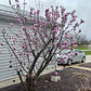 Side view of Magnolia Jane tree with multiple blossoms in a backyard landscape.
