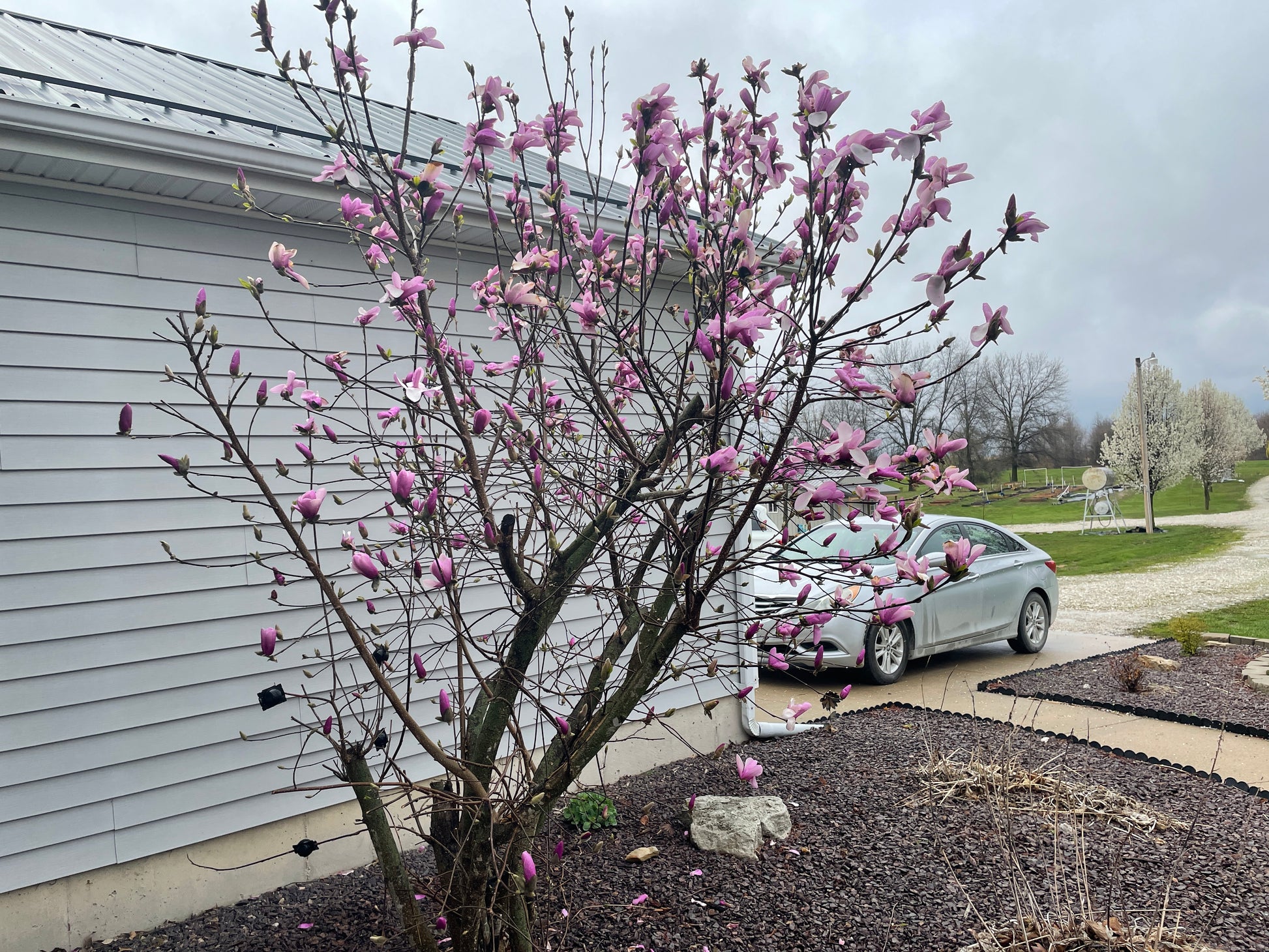 Side view of Magnolia Jane tree with multiple blossoms in a backyard landscape.
