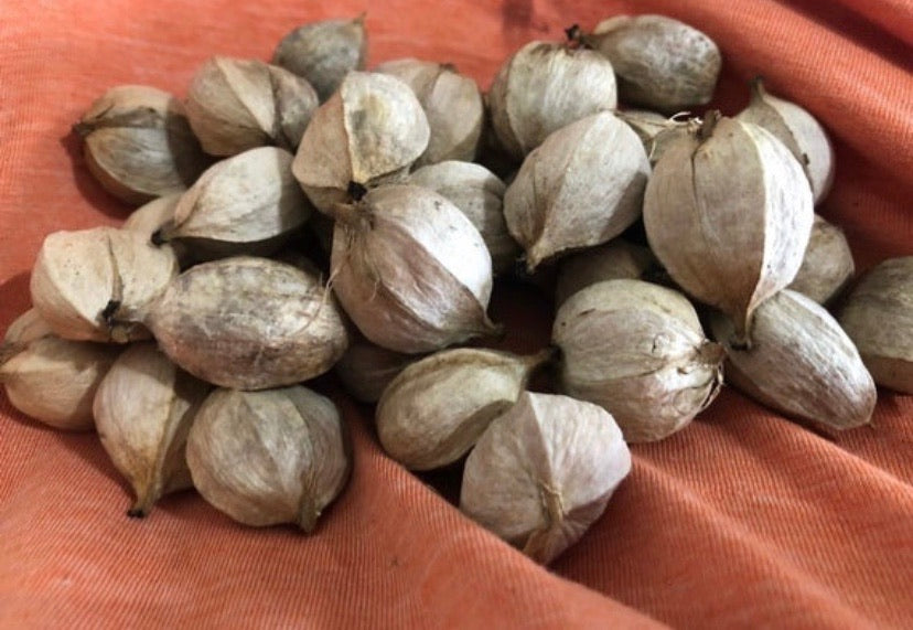 Fresh Hickory Nuts For Sale | Buy Edible Hickory Nuts In Shell Online