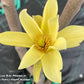 Yellow Bird Magnolia plant with flowers.
