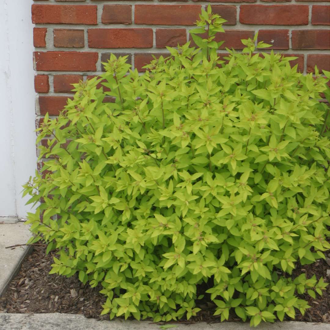 Buy Gold Mound Spirea | Purchase Gold Mound Spirea Online