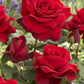 Red flowering Blaze Climbing Rose.
