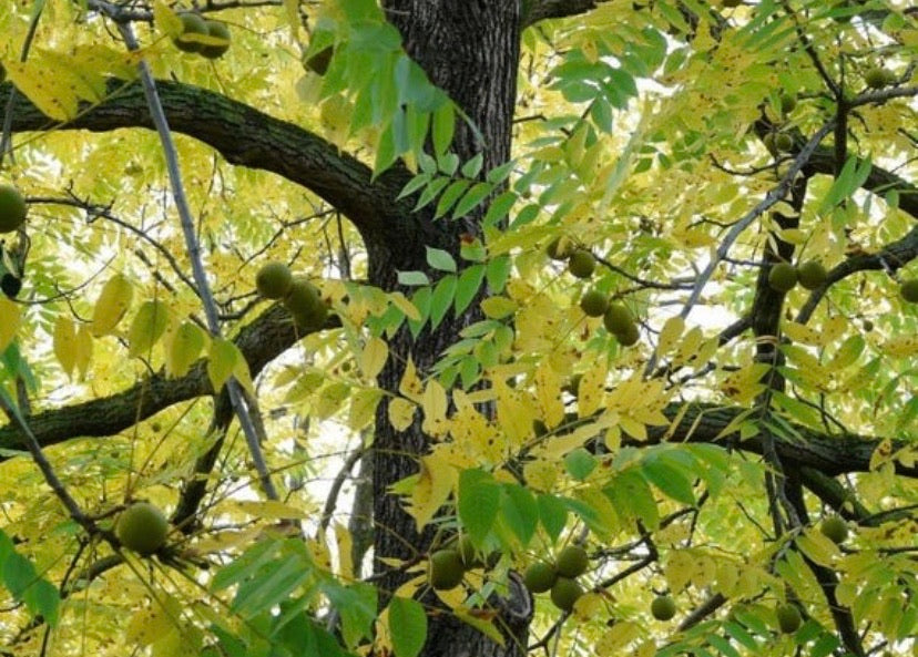 Long-lived Juglans nigra tree for garden and investment