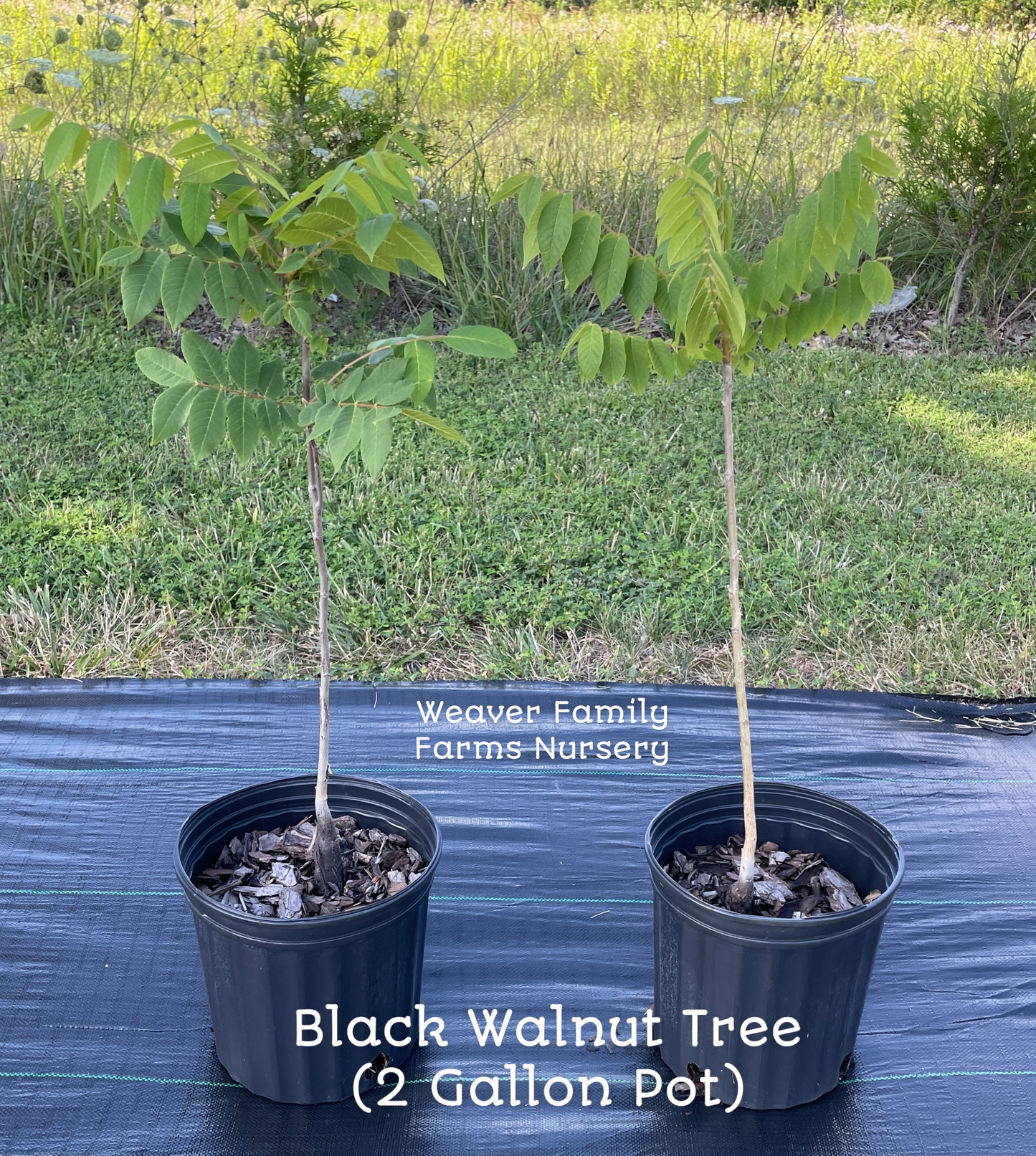 black walnut tree for sale two gallon pot