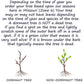“Autumn Joy” Sedum For Sale | Buy Easy To Grow Stonecrop Plant Online 