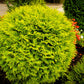 "Golden Globe" Arborvitae | Buy Golden Globe Arborvitae Plant Online