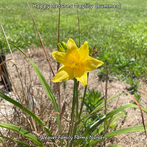 Daylily 'Happy Returns'