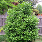 Healthy Magnolia Jane tree growing in full sun, showcasing its compact size.
