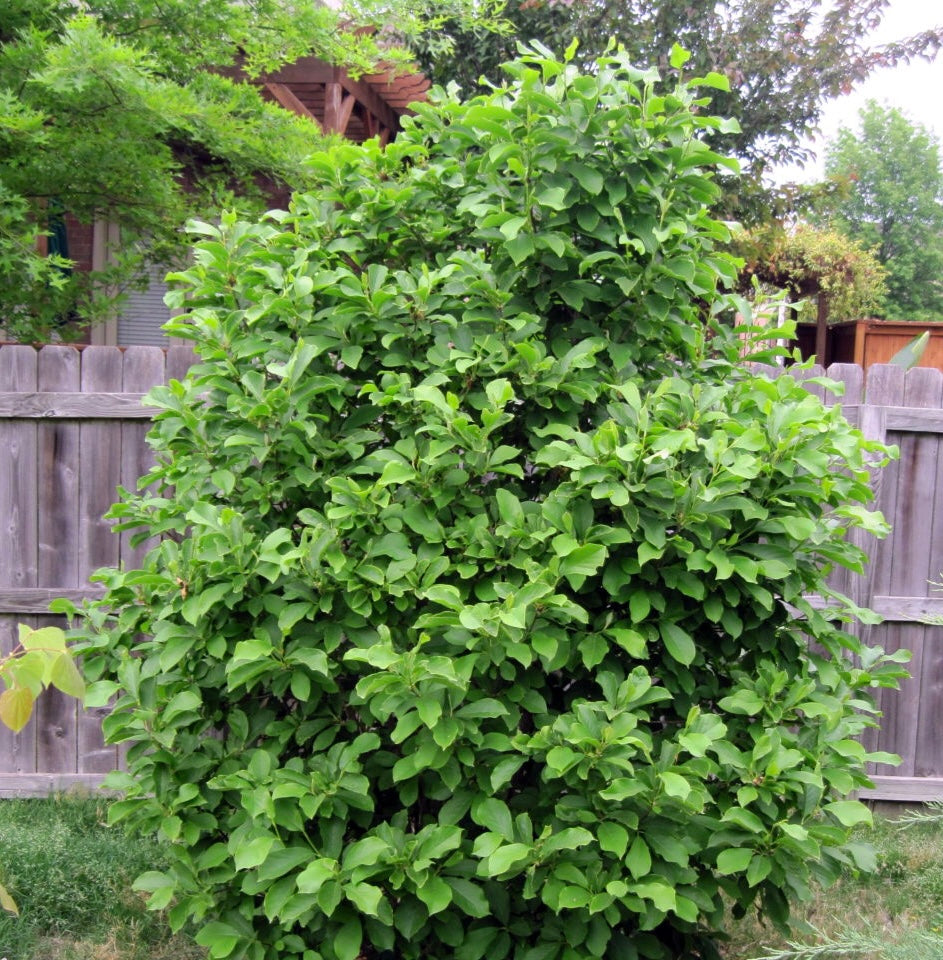 Healthy Magnolia Jane tree growing in full sun, showcasing its compact size.
