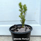 hicks yew seedling for sale