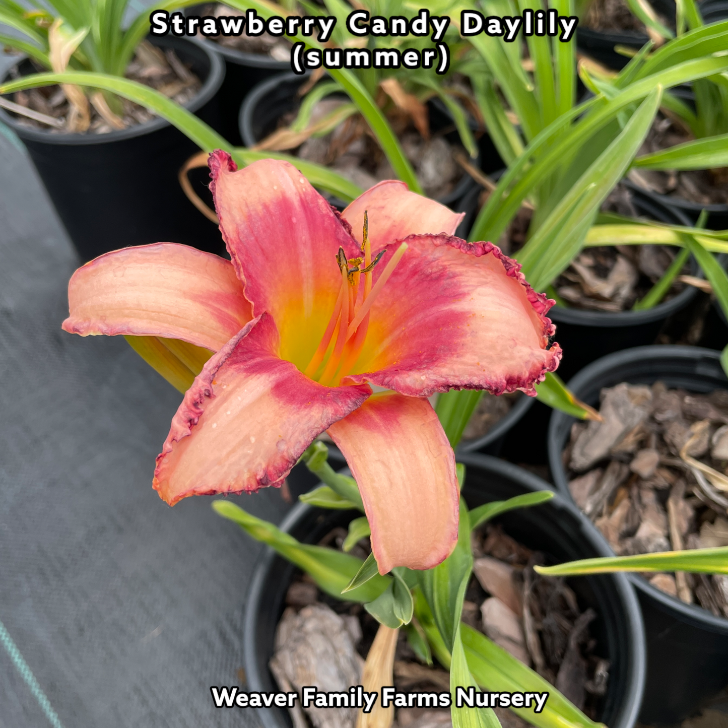 Daylily “Strawberry Candy” - Weaver Family Farms Nursery