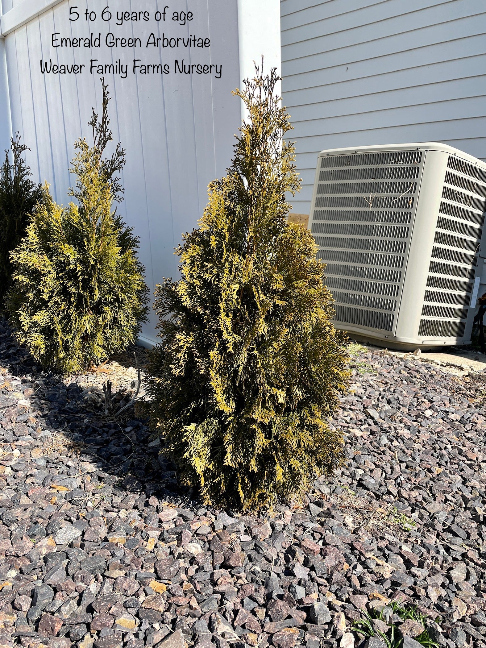 Landscaping project featuring Emerald Green Arborvitae for drought-tolerant, low-maintenance garden solutions. 5-6 year old