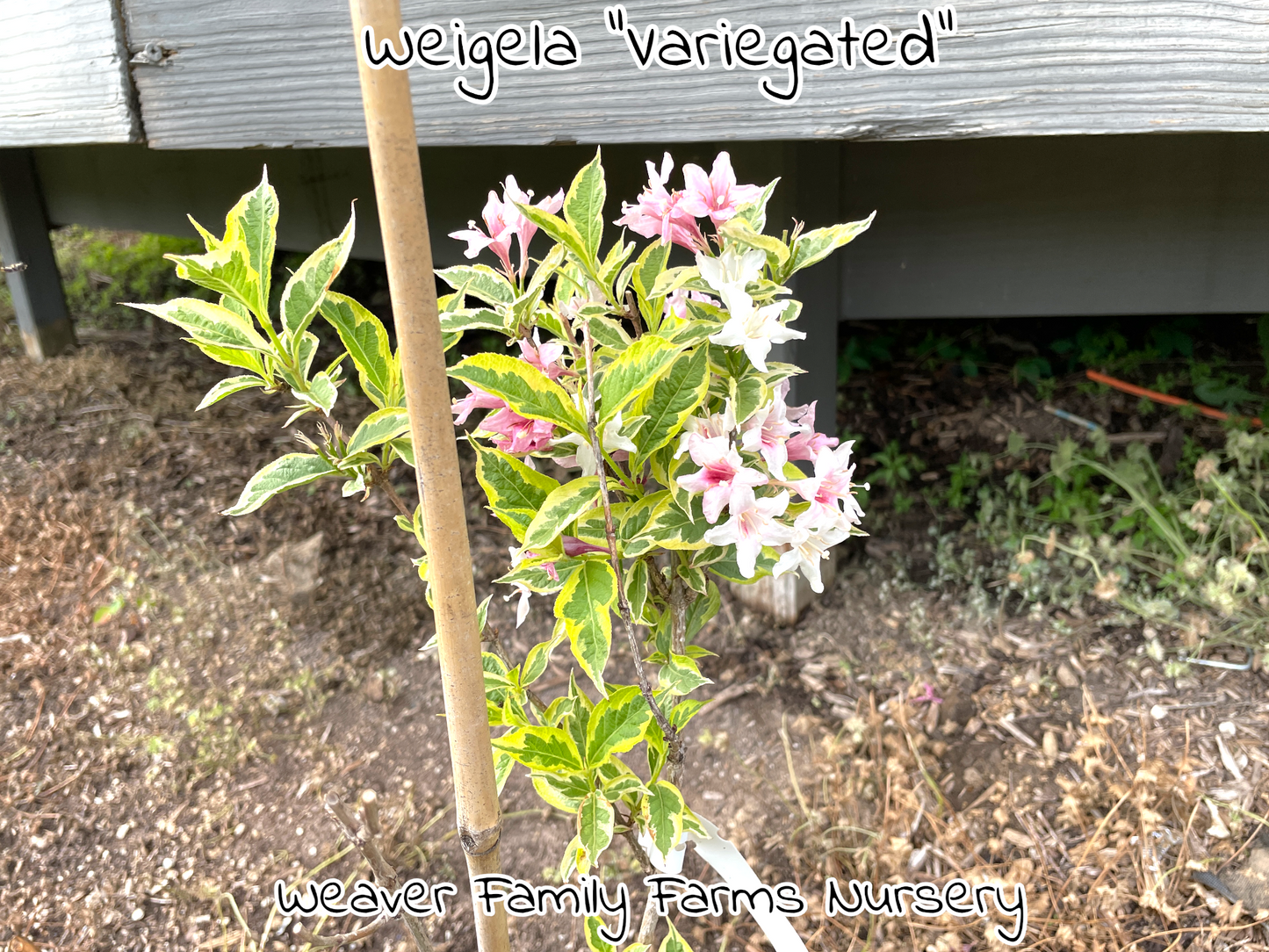 Weigela “Variegated” - Weaver Family Farms Nursery