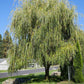 Weeping Willow - Weaver Family Farms Nursery