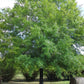 willow oak tree for sale