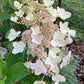 Buy "Tardiva" Hydrangea Online | Late Blooming Live Hydrangea Plant