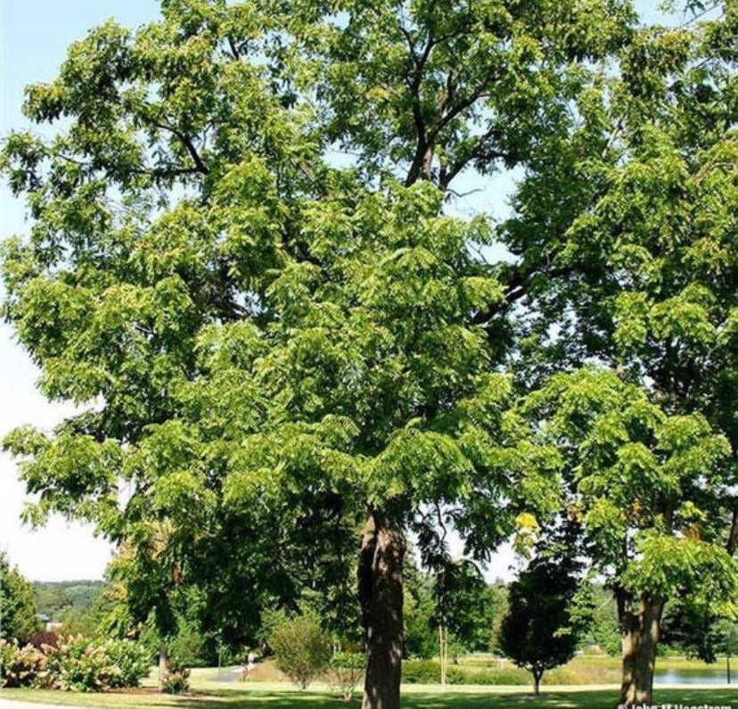 Shade providing black walnut tree online sale