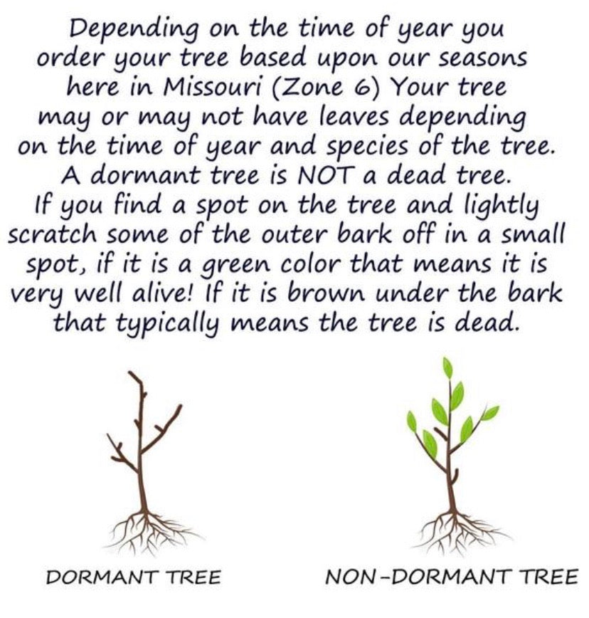 dormant tree vs active tree