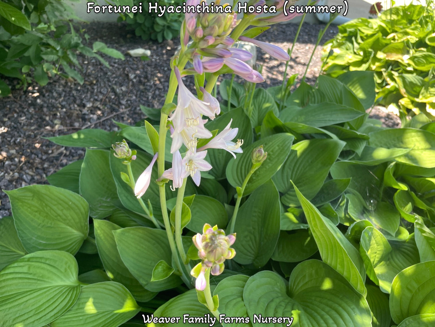 Fortunei Hyacinthina big hosta