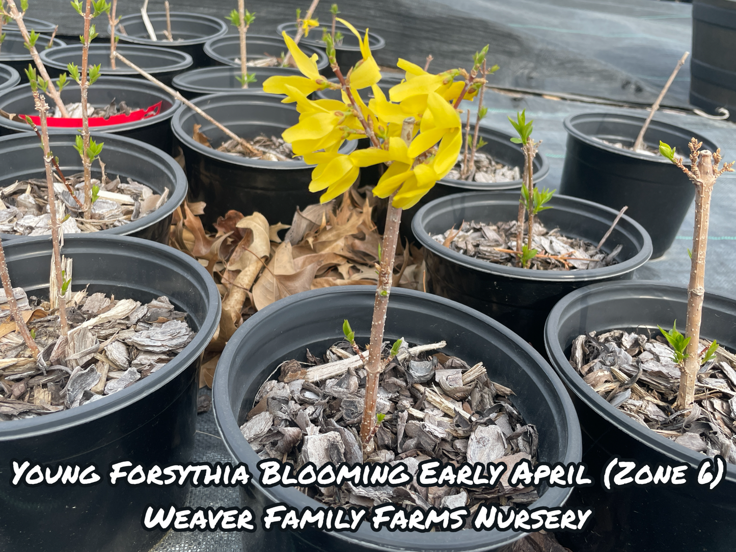 Forsythia - Weaver Family Farms Nursery
