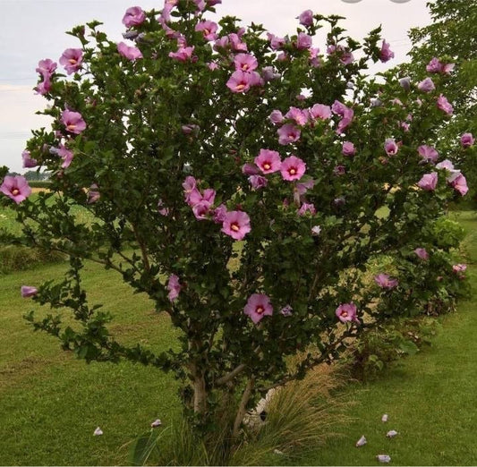 Rose Of Sharon For Sale | Buy Althea "Hibiscus Syriacus" Shrub Online