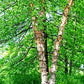 River Birch Tree For Sale | Buy Live "Betula Nigra" River Birch Online