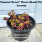 Blood red sedum ground cover.
for sale