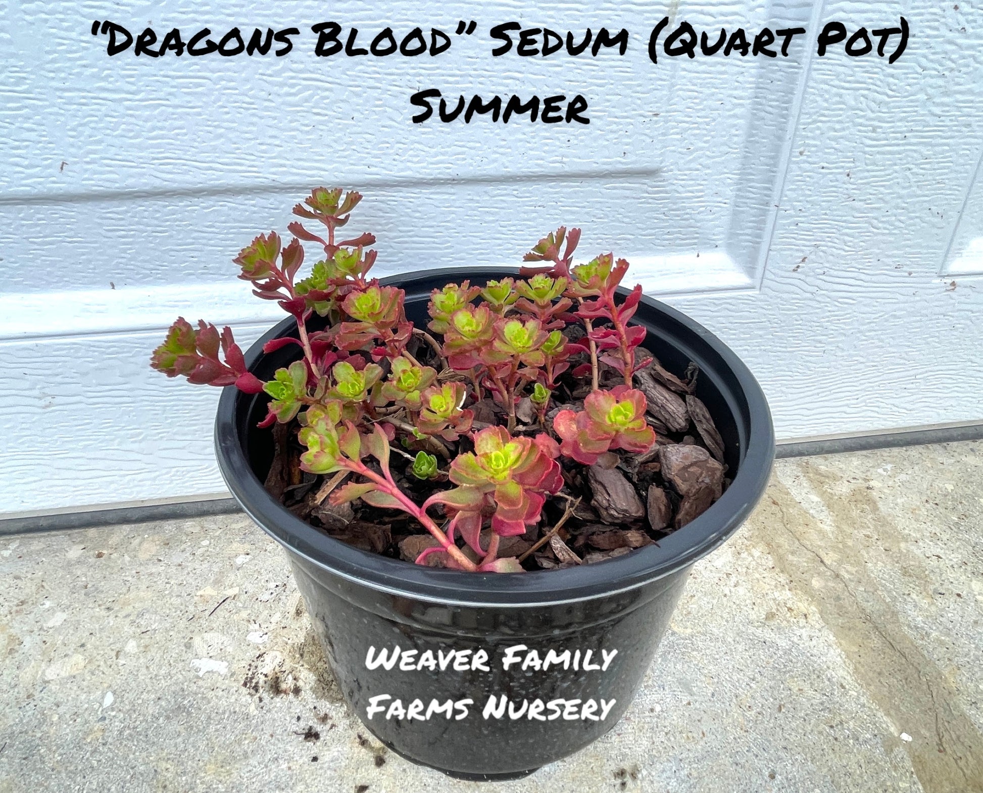 Blood red sedum ground cover.
for sale