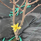 Yellow magnolia tree in spring bloom.
