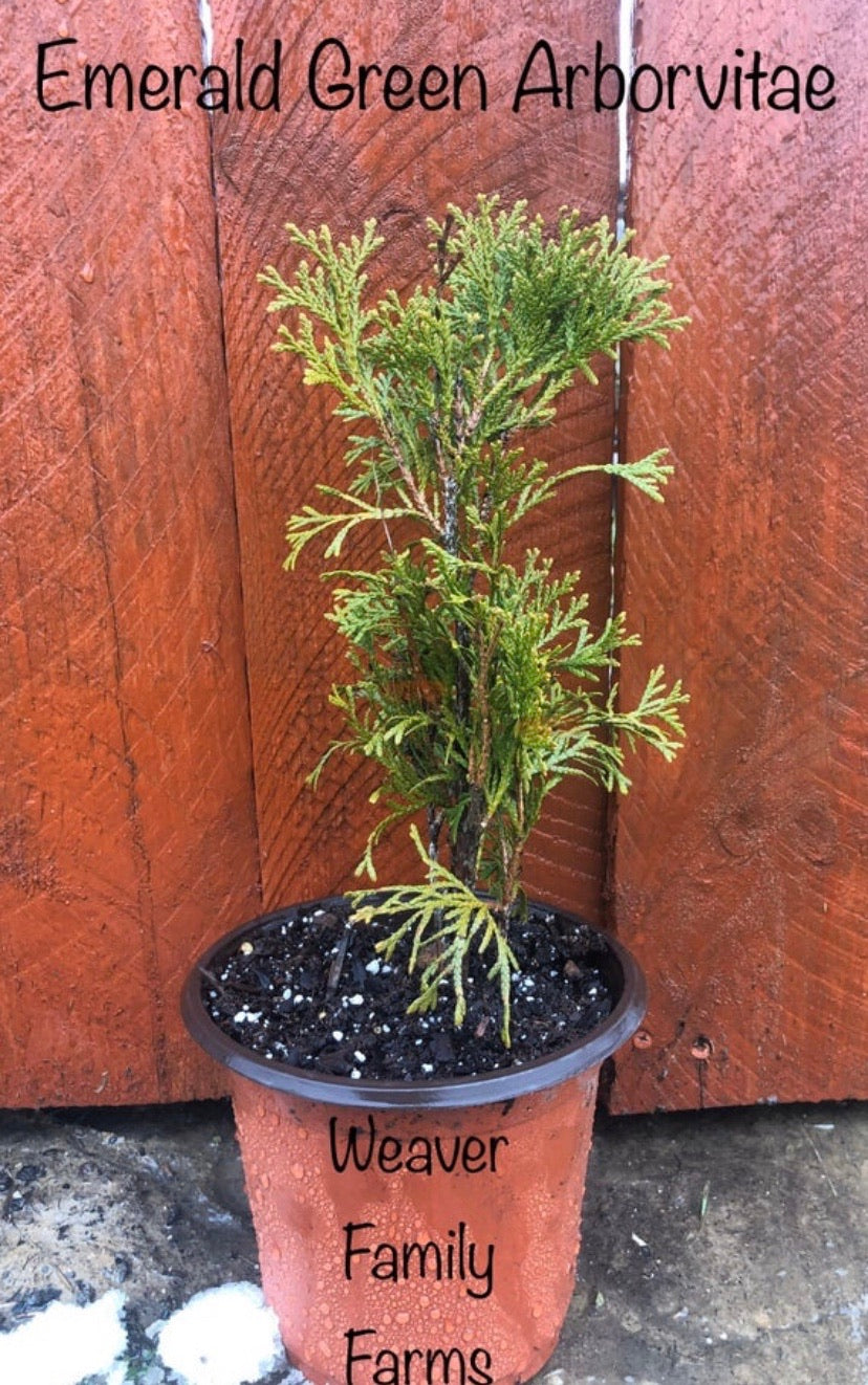 Lush Emerald Green Arborvitae thriving in full sun, ideal for creating low-maintenance hedges in small garden spaces.