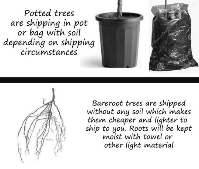 bareroot tree vs potted tree
