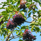Elderberry Tree For Sale | Buy Live Sambucus Nigra Tree Online
