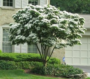 White Dogwood Tree