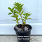 Buy Tardiva Hydrangea for sale online.
