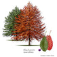 Black Gum Tree For Sale | Buy Tupelo Nyssa Sylvatica Tree Online