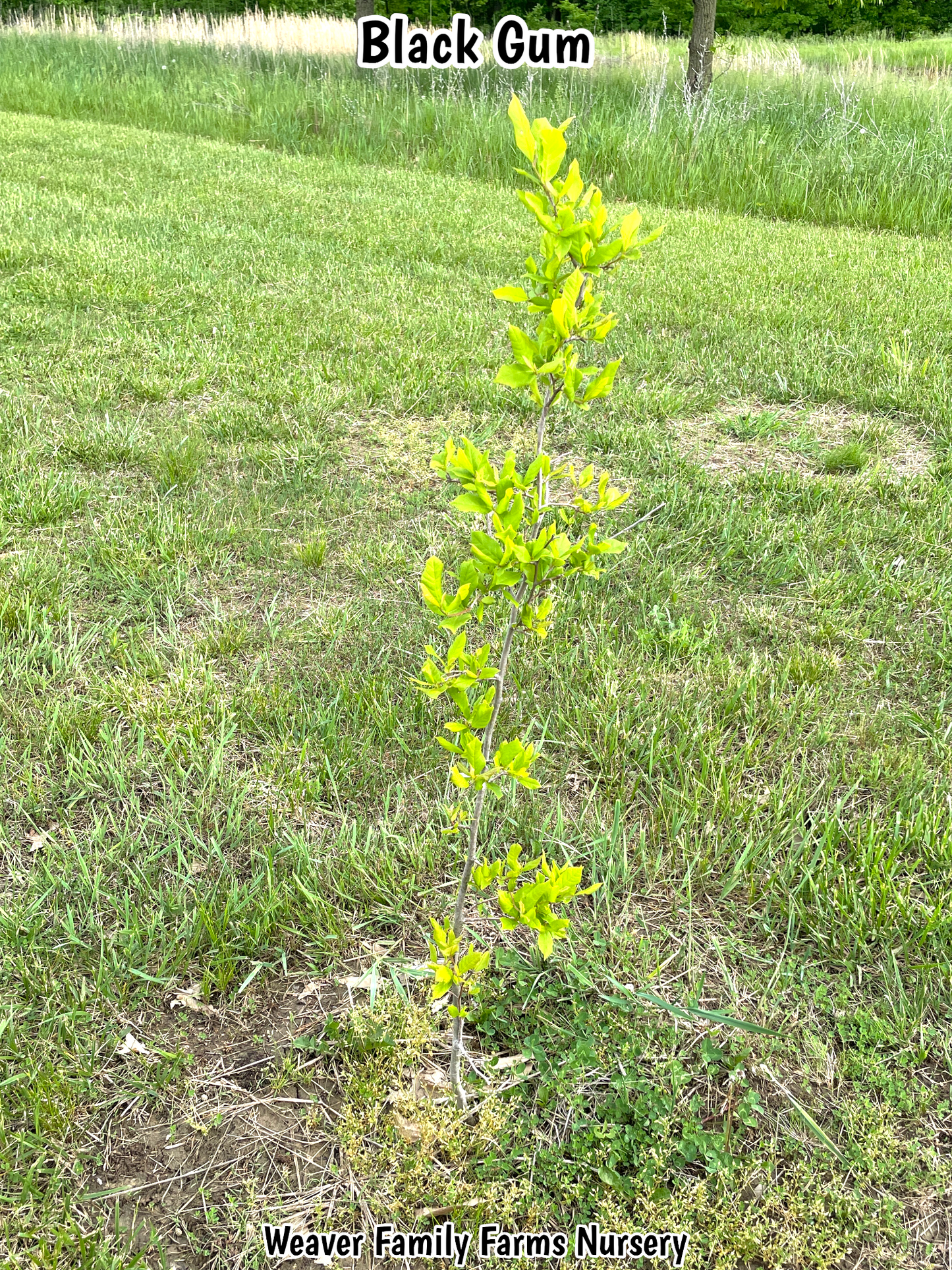 Black Gum Tree - Weaver Family Farms Nursery