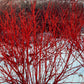  Red Twig Dogwood Plant For Sale | Buy "Red Osier Dogwood" Shrub Online