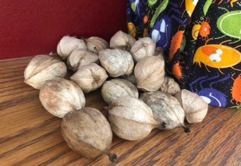 Fresh Hickory Nuts For Sale | Buy Edible Hickory Nuts In Shell Online